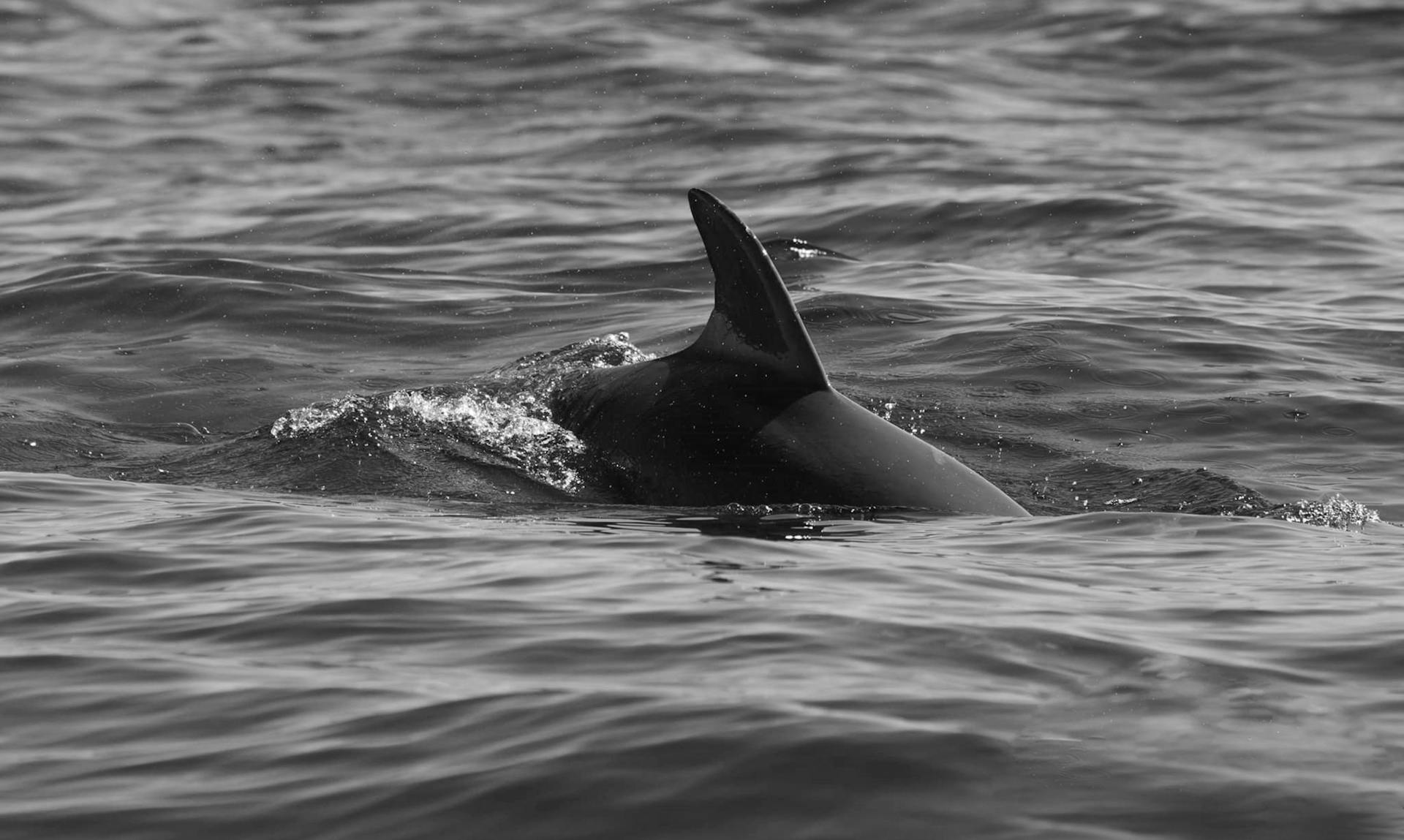 a dolphin fin breaking water