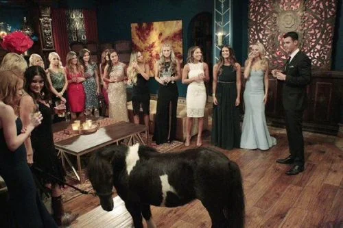  mini horse bachelor 