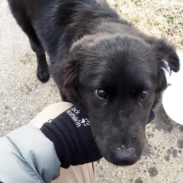  Hi, my name is Madison Oliver from Memphis, Tennessee. I’m a little crosseyed, but that makes me even cuter. I like walking on tables, cuddling, and using Shannon’s keyboard as my pillow! 