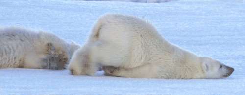  polar bear 