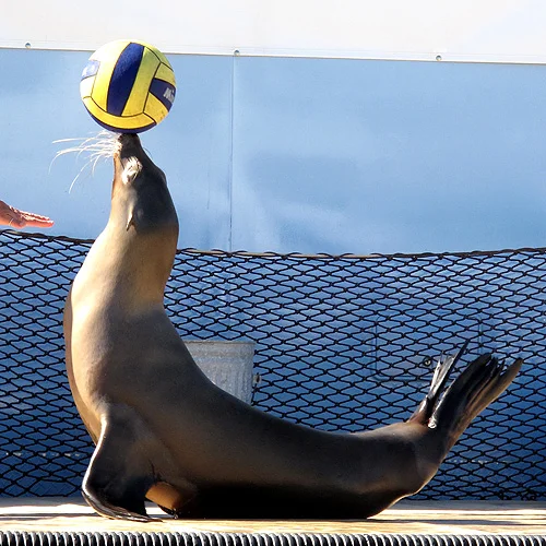  sea lion 