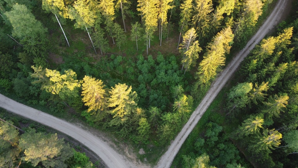 two roads going in different directions through a forest
