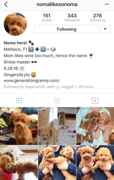 noma insta 