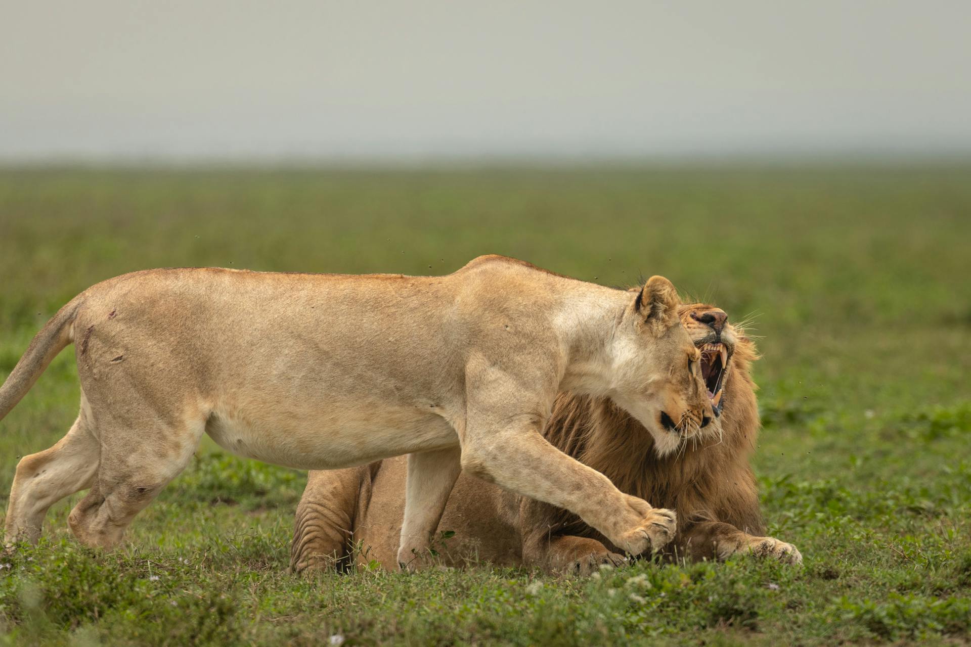alpha lionness with a male lion