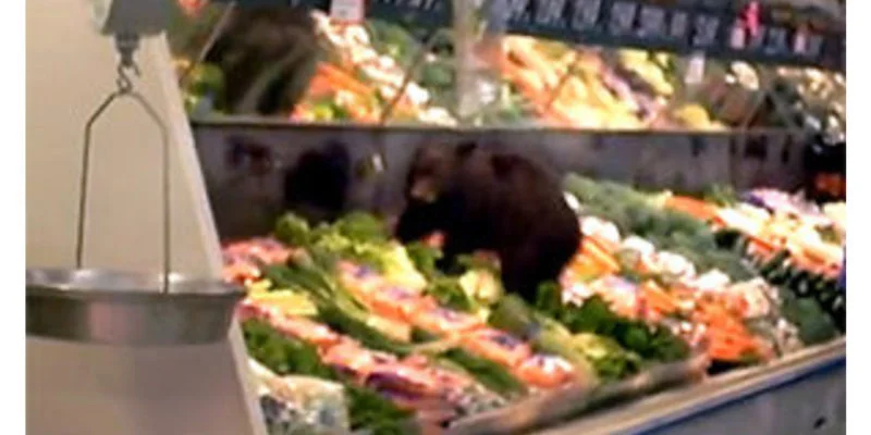  Guys. This is a real picture of when a bear cub climbed into the produce at the grocery store in Ketchikan. 