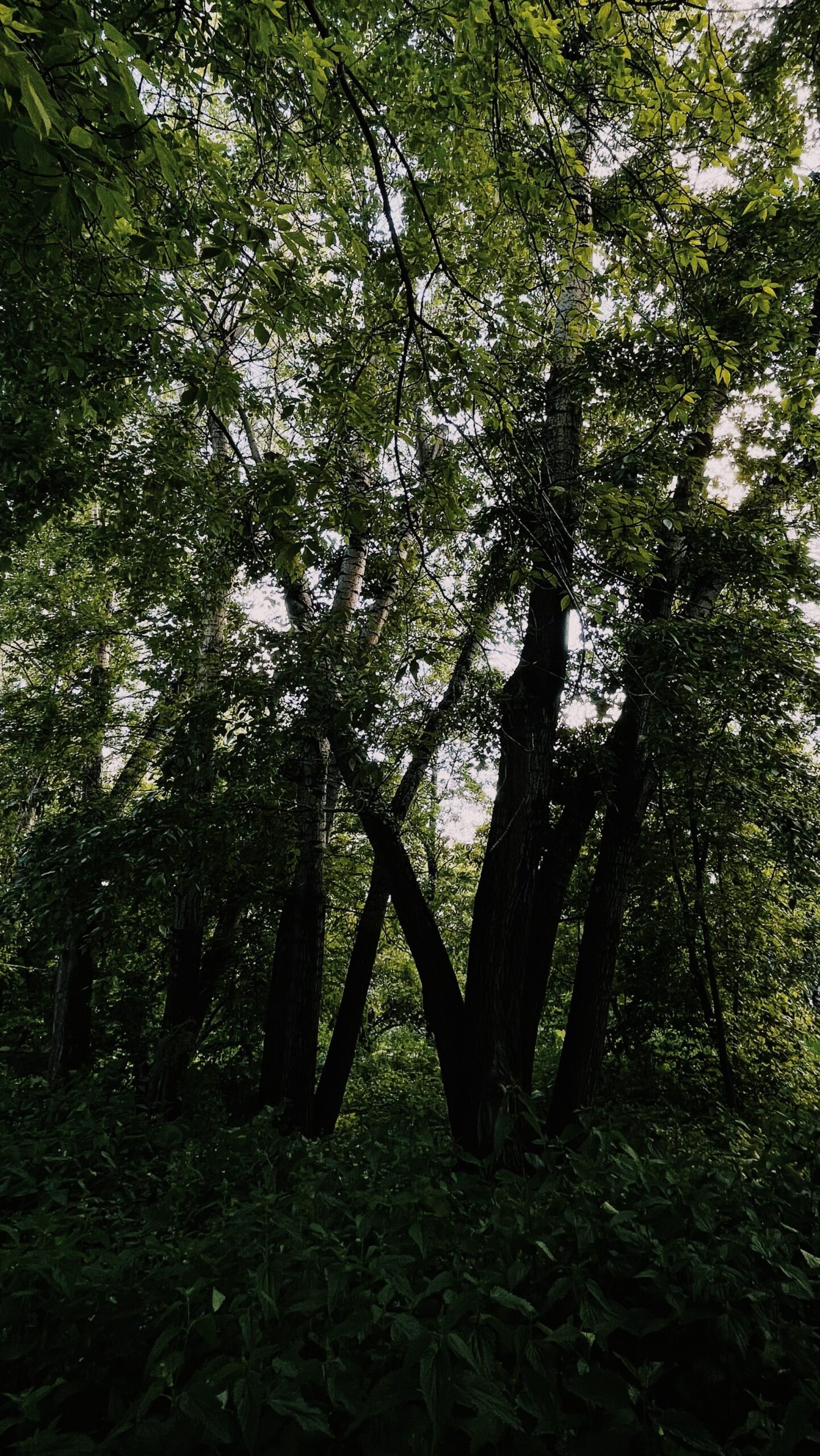 tall trees