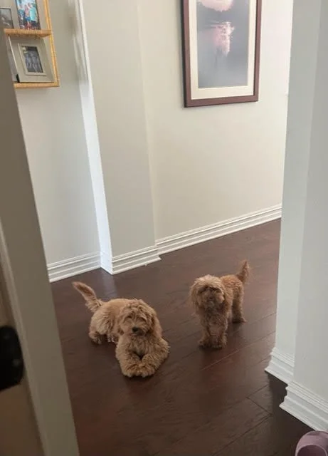  Chai (3 months) and Noma (6 years) 