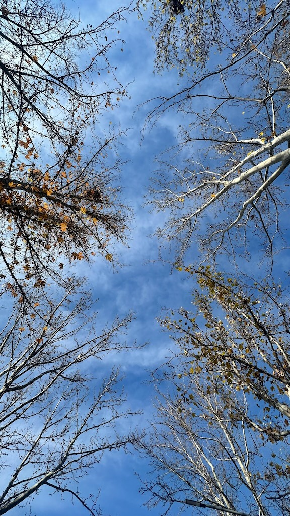 looking up past the trees to the blue sky